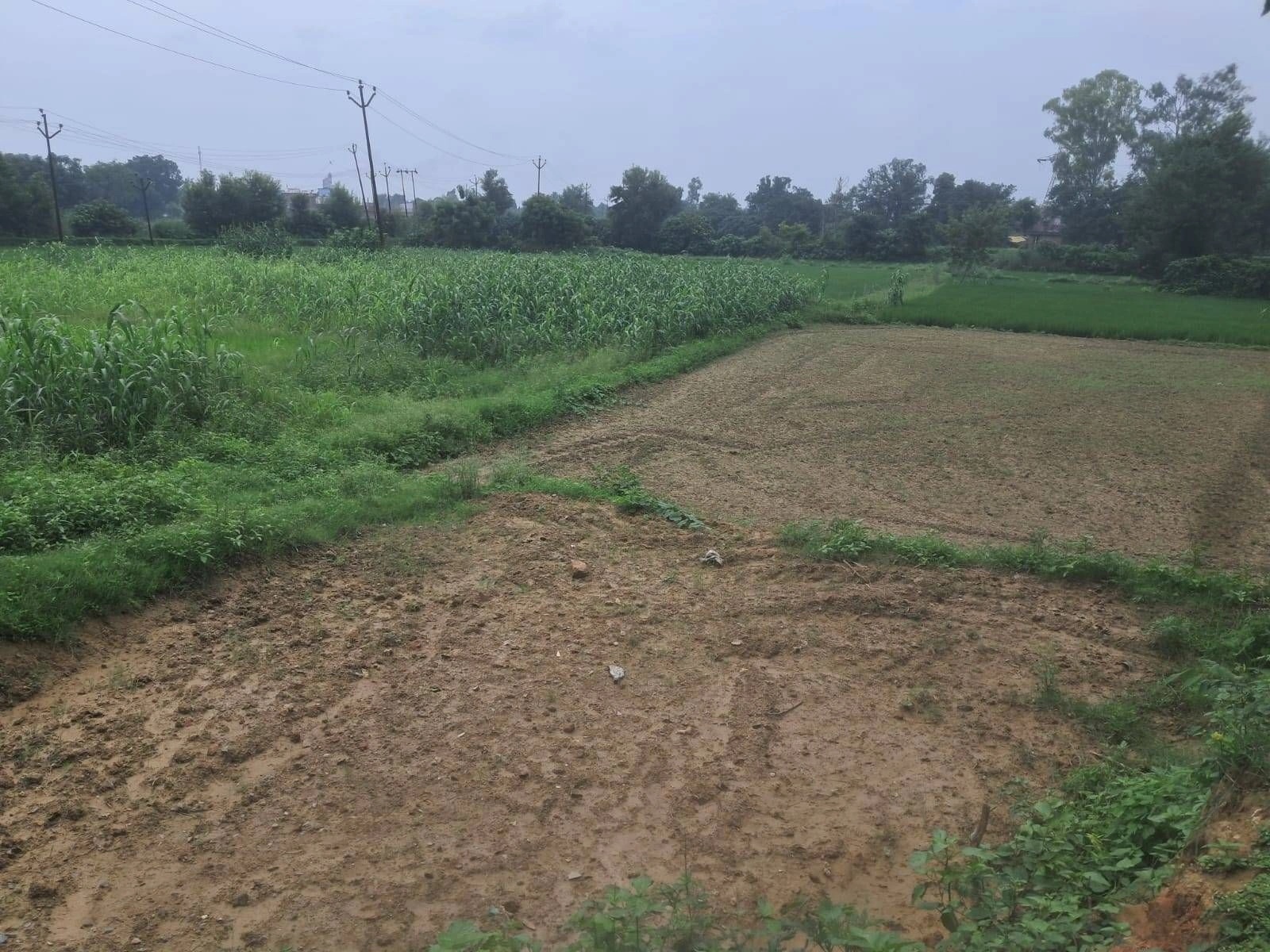 Q62C+PP Kushmaha, Ayodhya, Uttar Pradesh, India