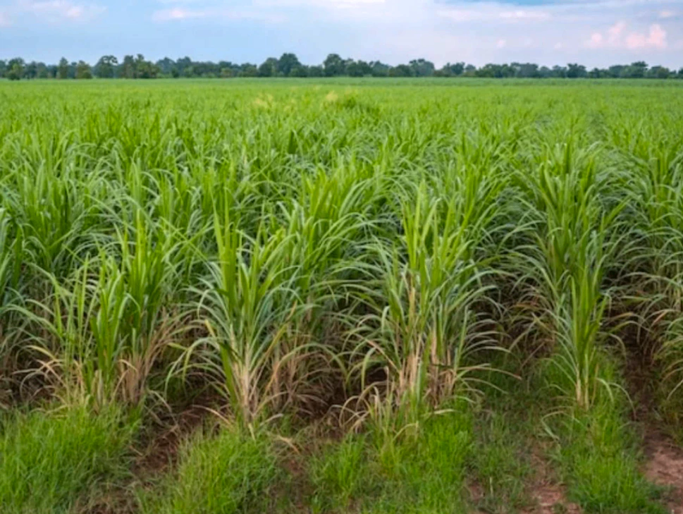 8R23+CM3, Bhalwa, Uttar Pradesh 251201, India - Photo 2