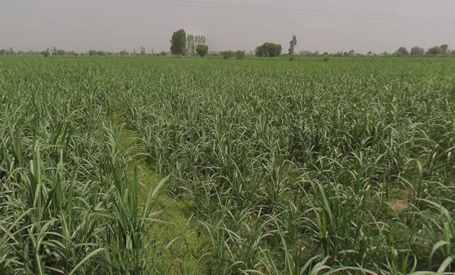 Mawana, Uttar Pradesh, India