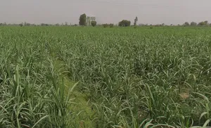 Mawana, Uttar Pradesh, India preview 3