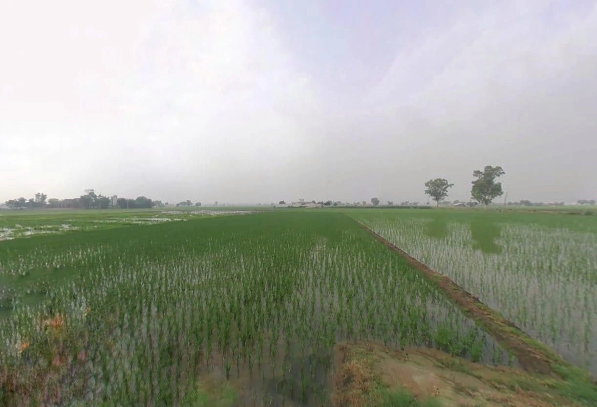 Ratia, Haryana 125051, India