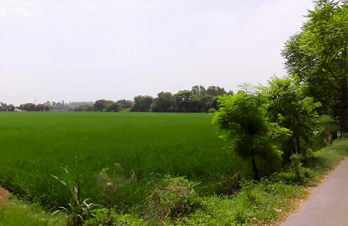 Rohera, Haryana 136044, India