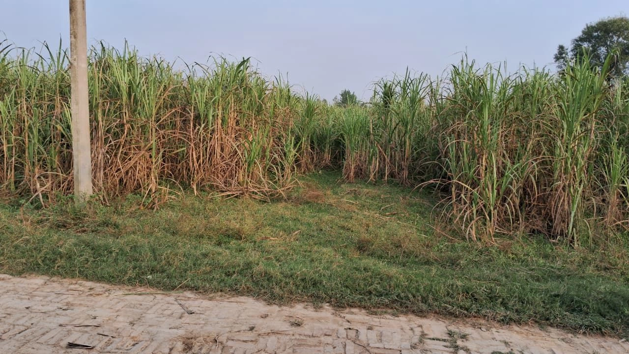 Sinkri Buzurg, Uttar Pradesh 246733, India