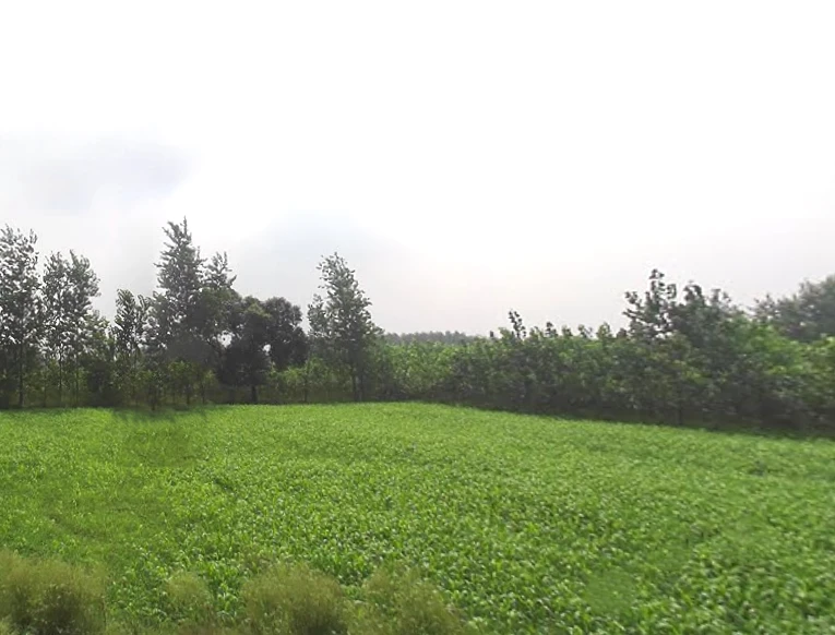 Mahlowali Rd, Badshahpur, Uttar Pradesh 247662, India
