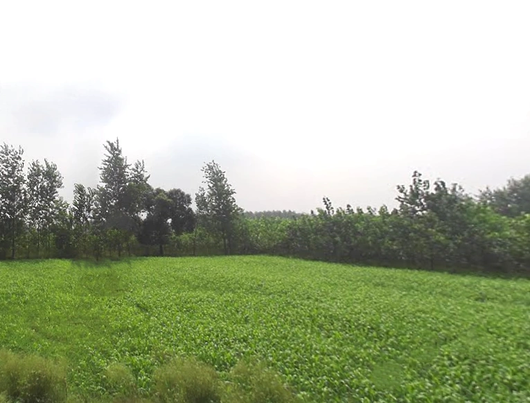 Mahlowali Rd, Badshahpur, Uttar Pradesh 247662, India