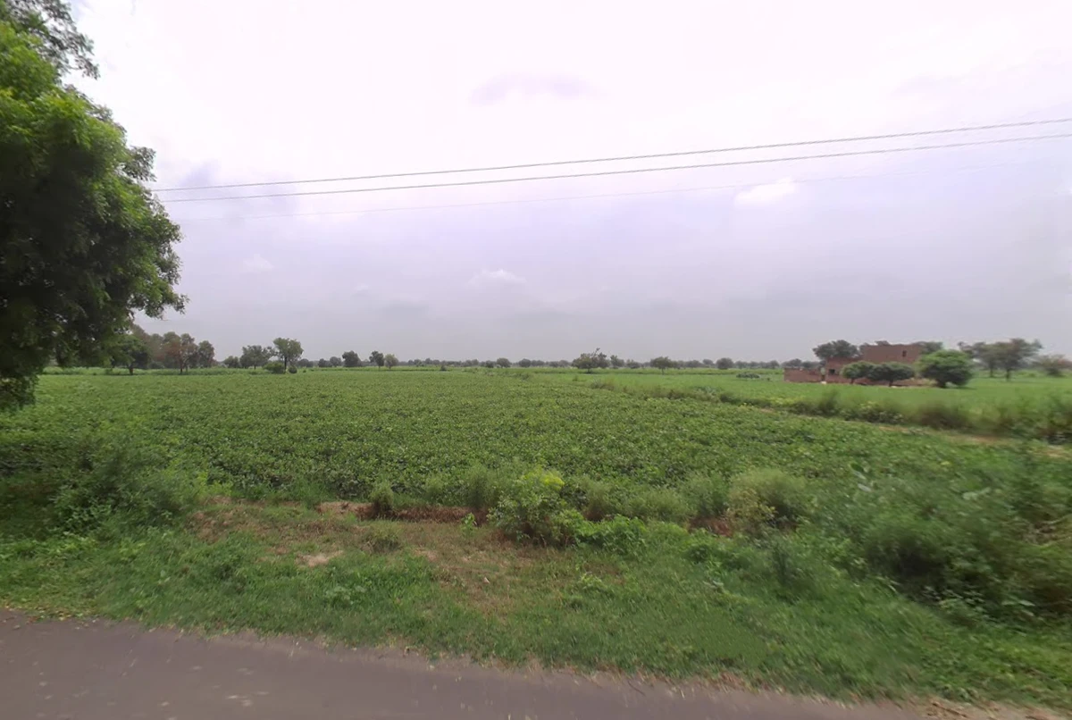 Budak, Haryana 125004, India
