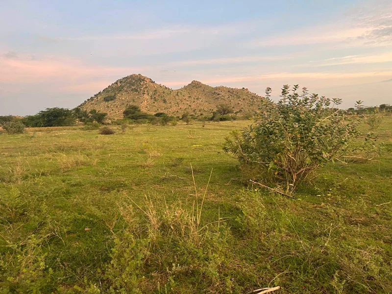 XX93+R8 Tangedukunta, Andhra Pradesh, India preview 5