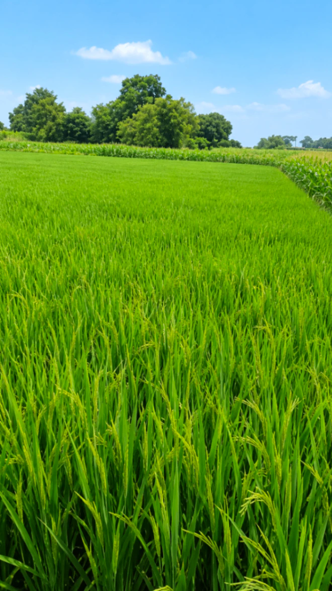 Khandeha, Aligarh, Uttar Pradesh 202137, India
