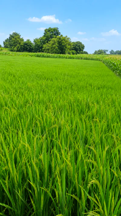 Khandeha, Aligarh, Uttar Pradesh 202137, India preview 2