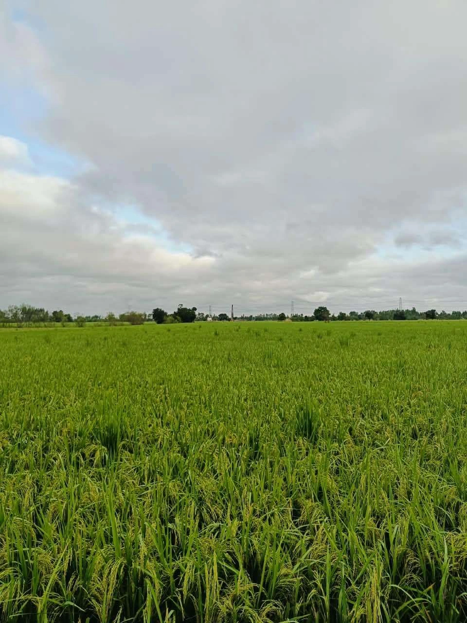 Bheema, Mathura, Uttar Pradesh 281204, India