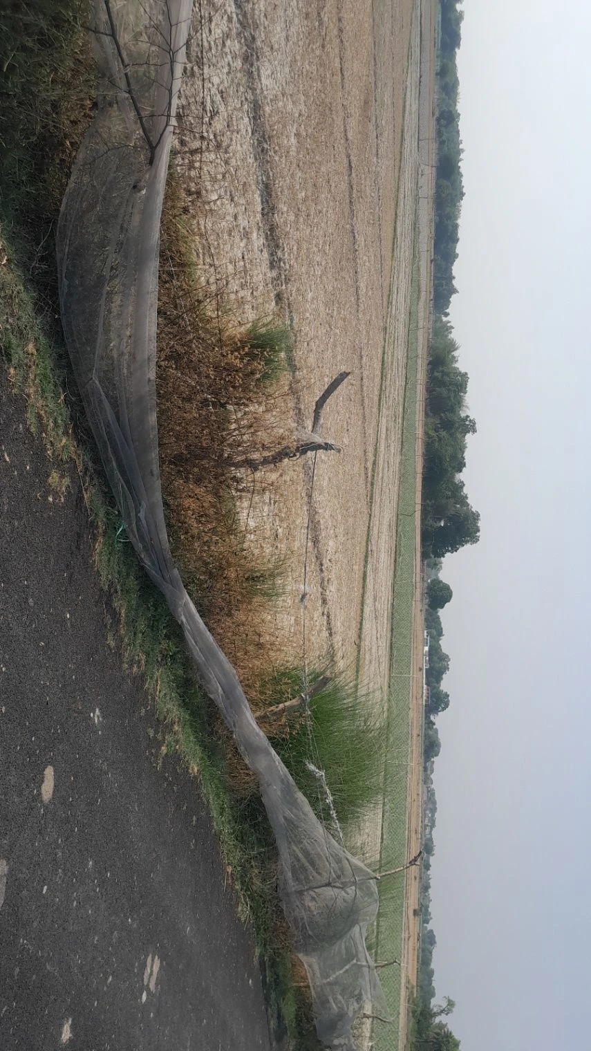 M5R2+94 Mainuddinpur, Uttar Pradesh, India