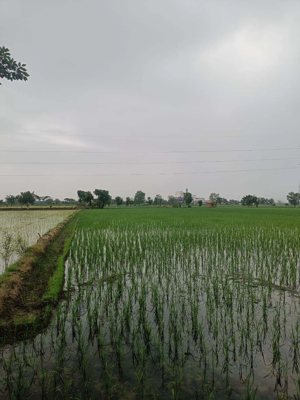 Bukharari, Mathura, Uttar Pradesh, India