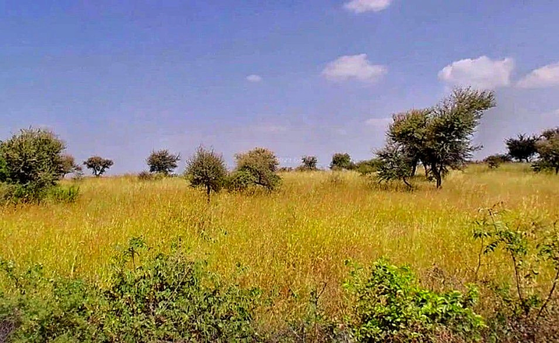 Bassi Naaga, Jaipur, NH-8, Ajmer Road, Jobner, Jobner, Rajasthan 303329, India