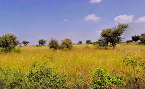 Bassi Naaga, Jaipur, NH-8, Ajmer Road, Jobner, Jobner, Rajasthan 303329, India preview 3