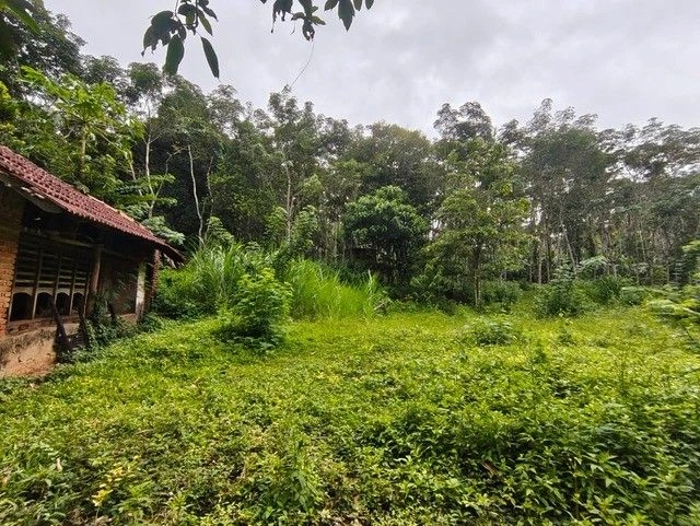 Q6M2+6CM, Pulpally, Kerala 673579, India