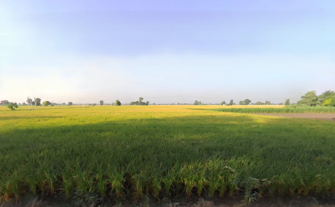 Kariwala, Haryana 125075, India