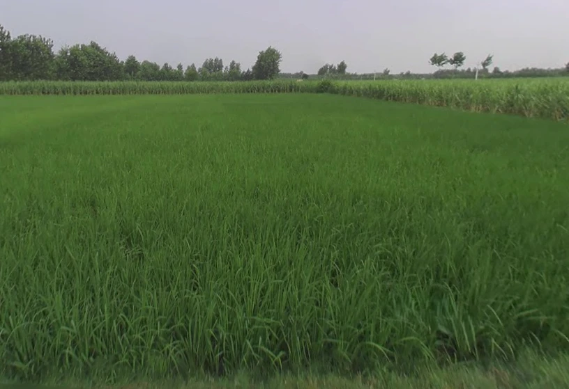 Sarsawa, Uttar Pradesh 247232, India