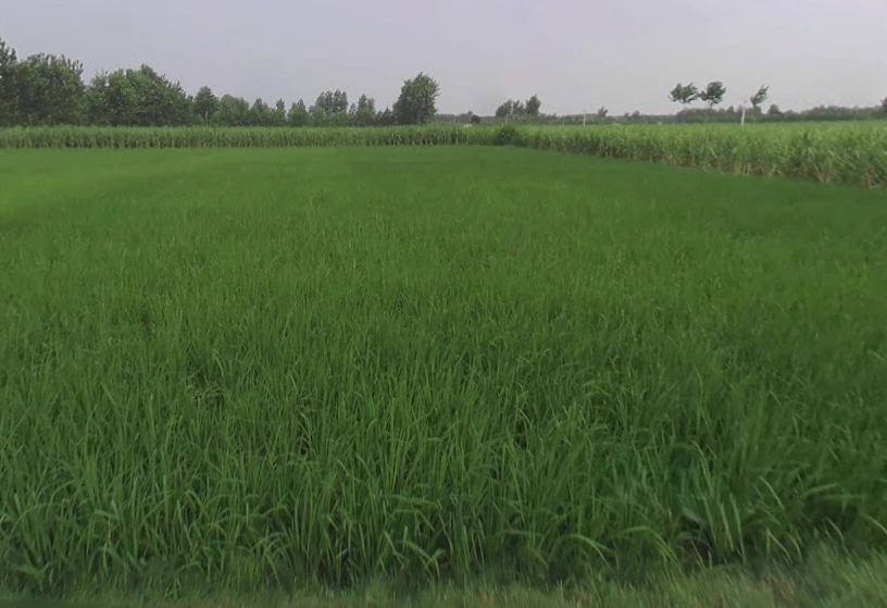 Sarsawa, Uttar Pradesh 247232, India