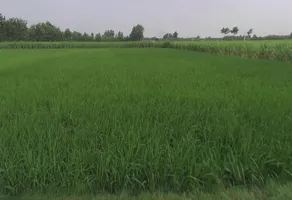 Sarsawa, Uttar Pradesh 247232, India preview 3