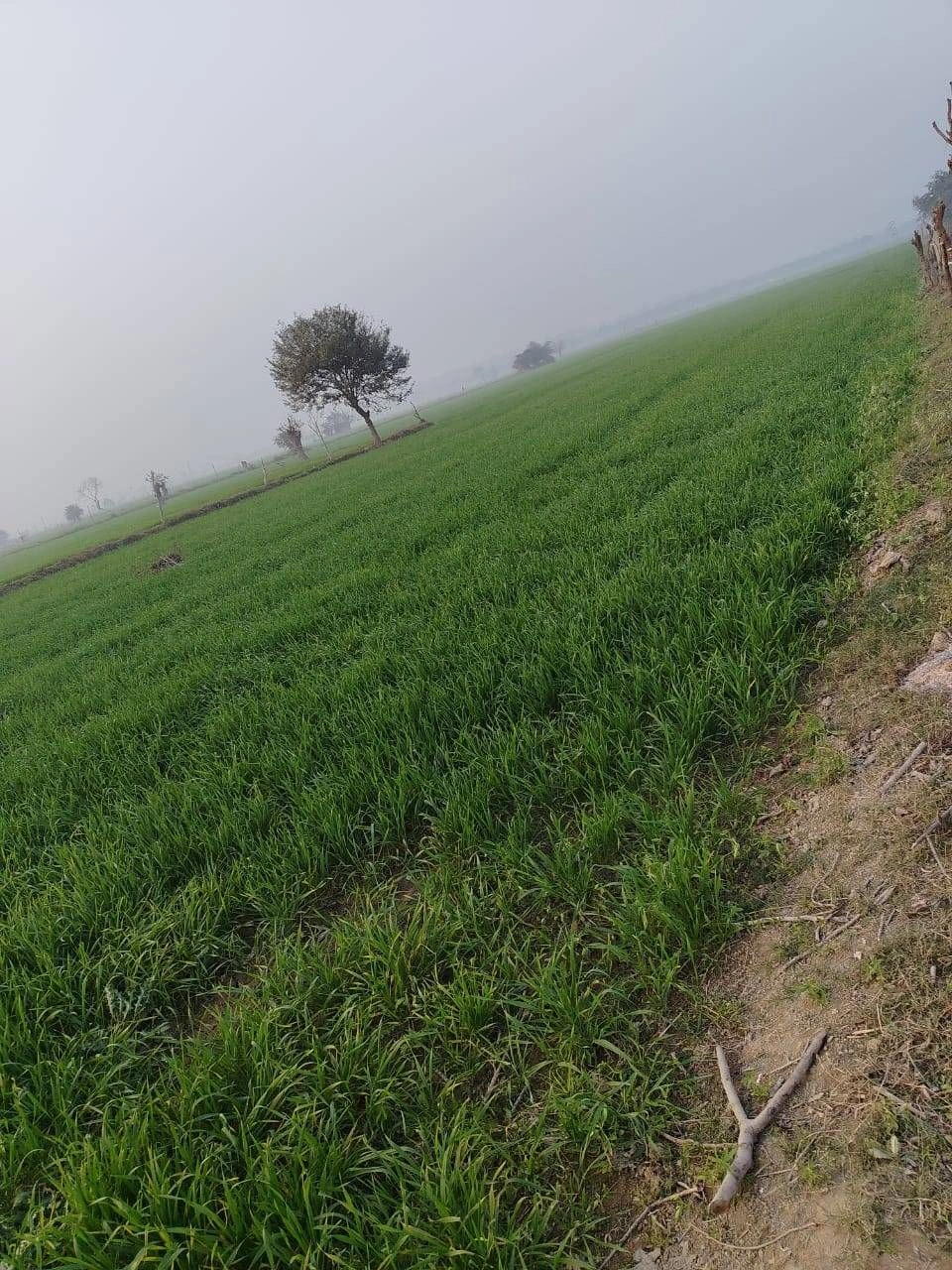 Puranpur, Uttar Pradesh 262122, India