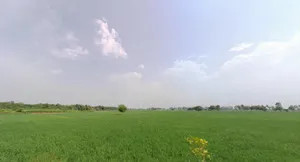 Ridhau, Haryana 131408, India preview 3
