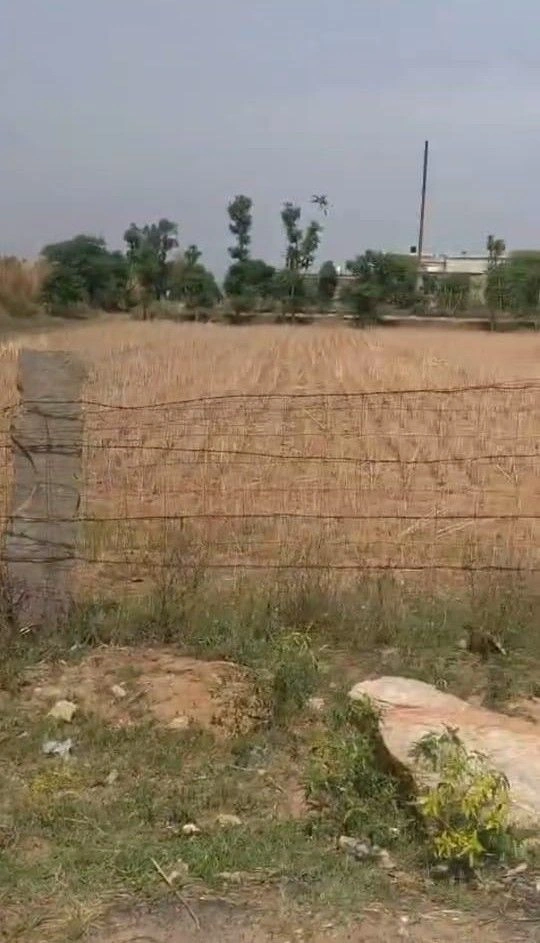 Mehrana, Rajasthan, India