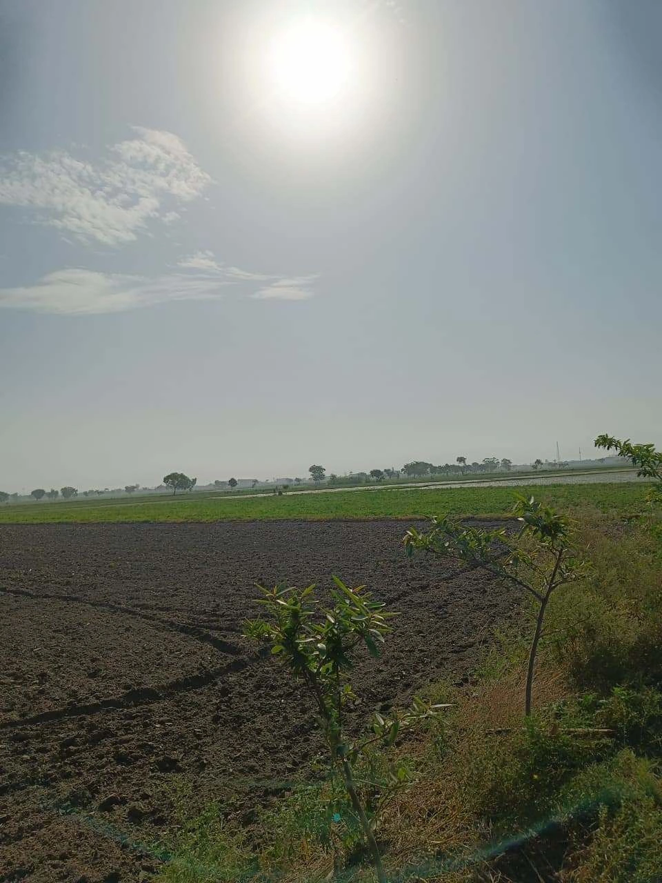 Gauhari, Uttar Pradesh 281401, India