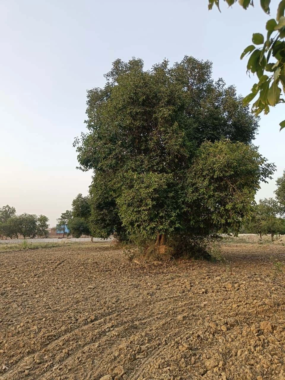Tentigaon, Uttar Pradesh, India preview 2