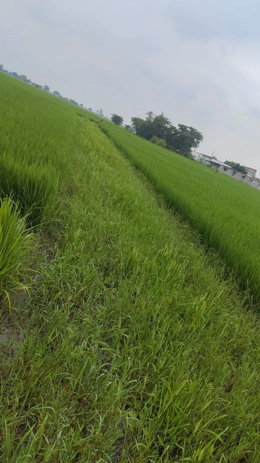 Tikar, Prayagraj, Uttar Pradesh 212306, India