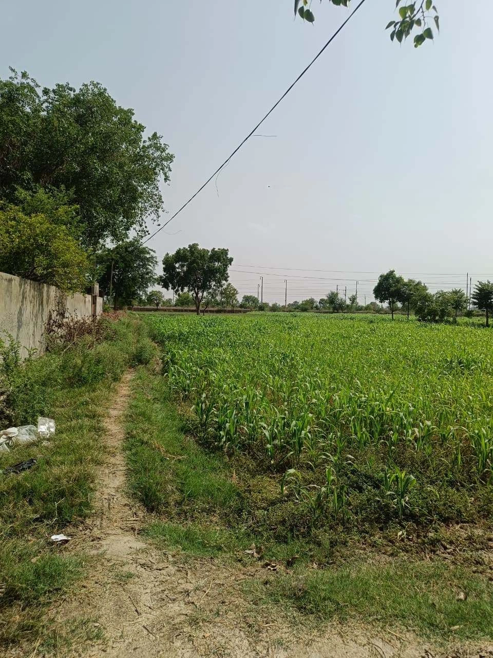 Gauhari, Uttar Pradesh 281401, India