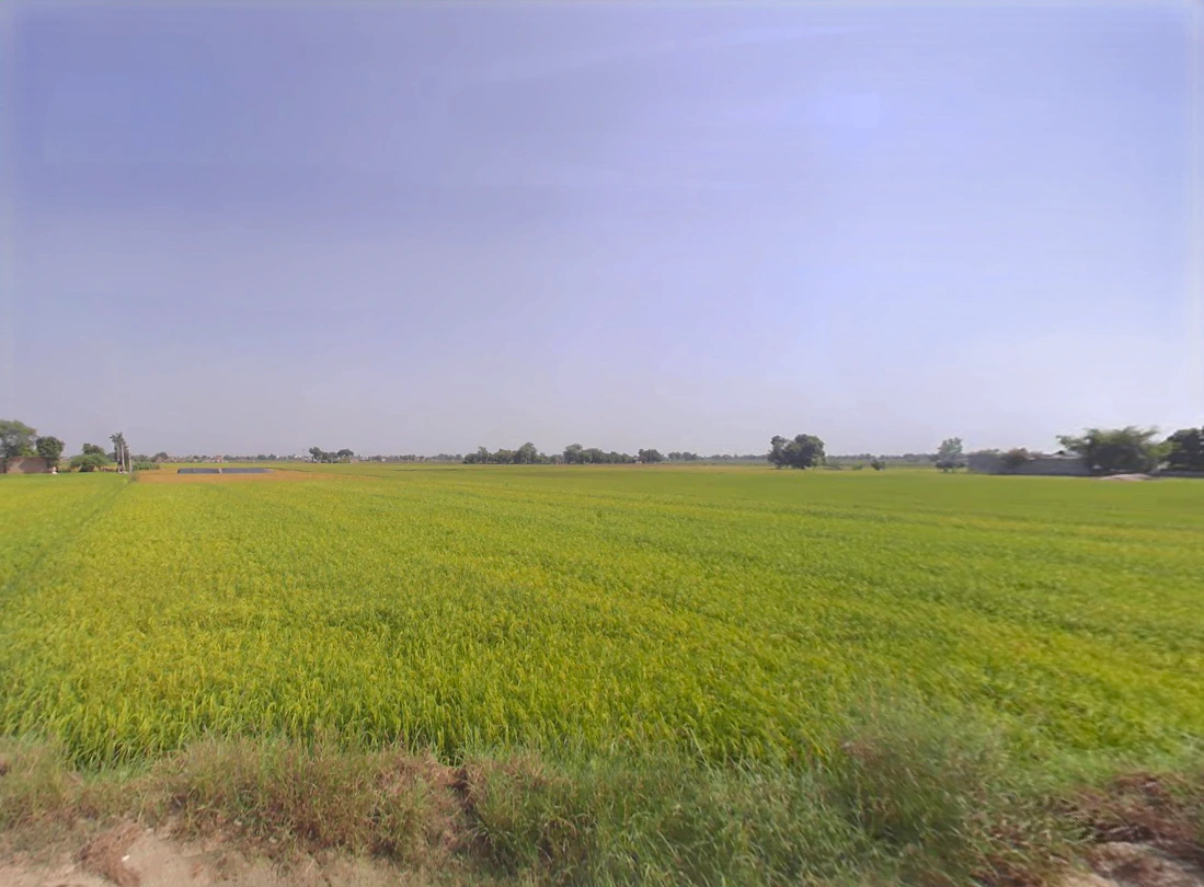 Ellenabad, Haryana 125102, India