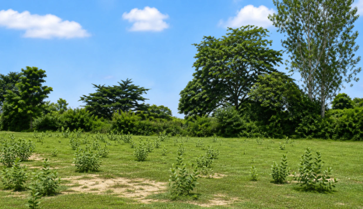 Maholi, Kanpur Nagar, Uttar Pradesh 209402, India