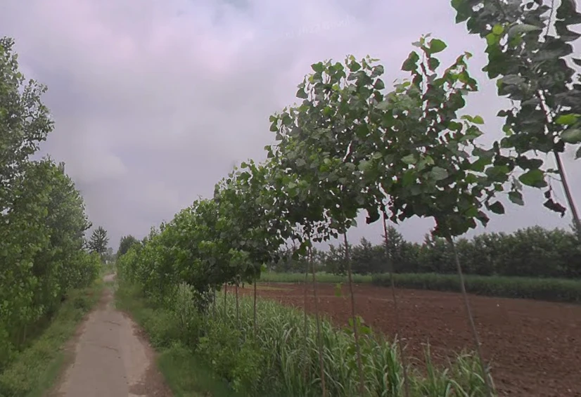 Rampur Maniharan Dehat, Uttar Pradesh 247451, India