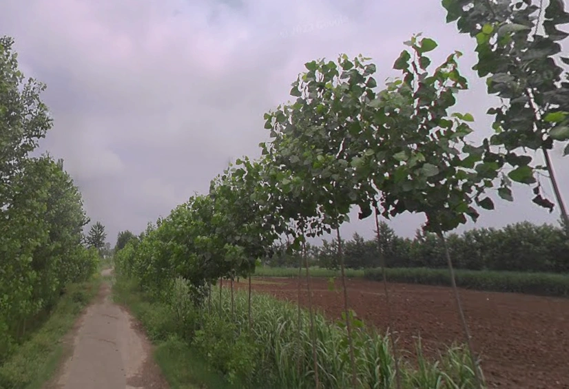 Rampur Maniharan Dehat, Uttar Pradesh 247451, India