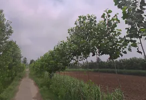 Rampur Maniharan Dehat, Uttar Pradesh 247451, India preview 2