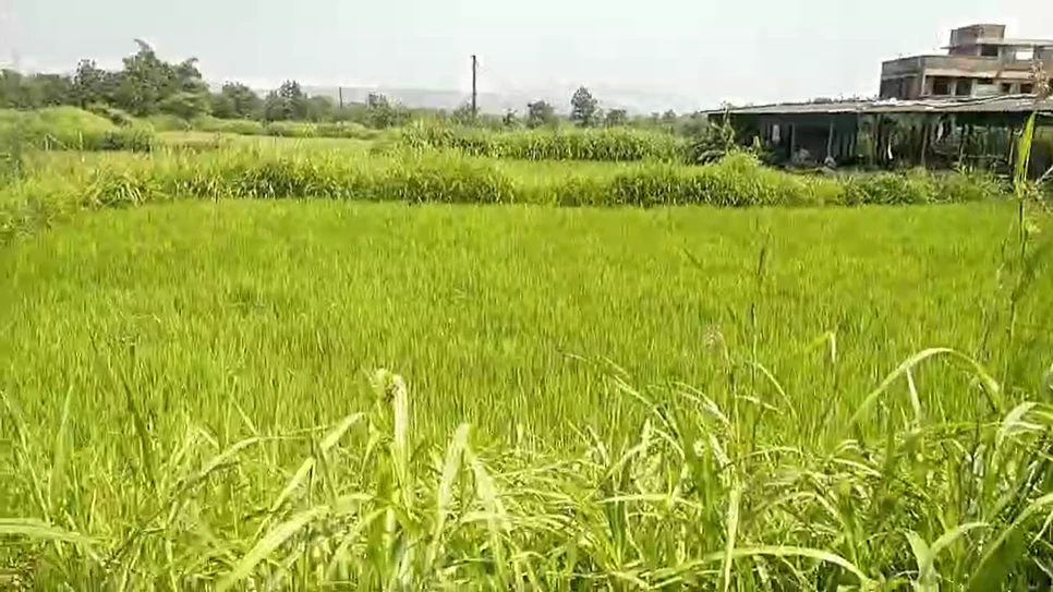 MRJX+V2 Vasare, Palghar, Maharashtra, India