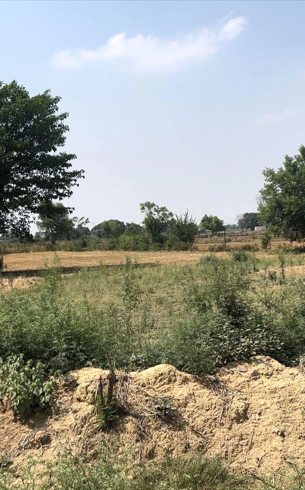 Mahvalipur, Jewar, Gautam Buddha Nagar, Uttar Pradesh, India