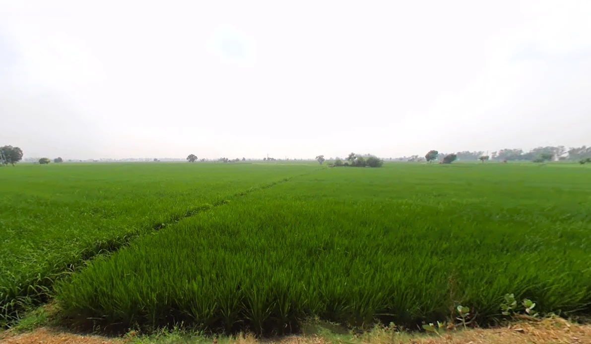 Pharal, Haryana 136021, India