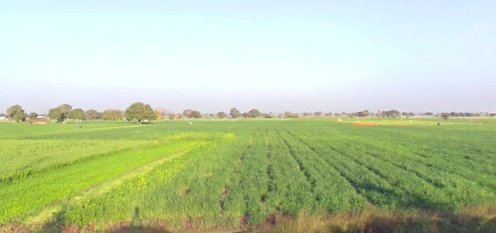 Panod, Madhya Pradesh 453771, India