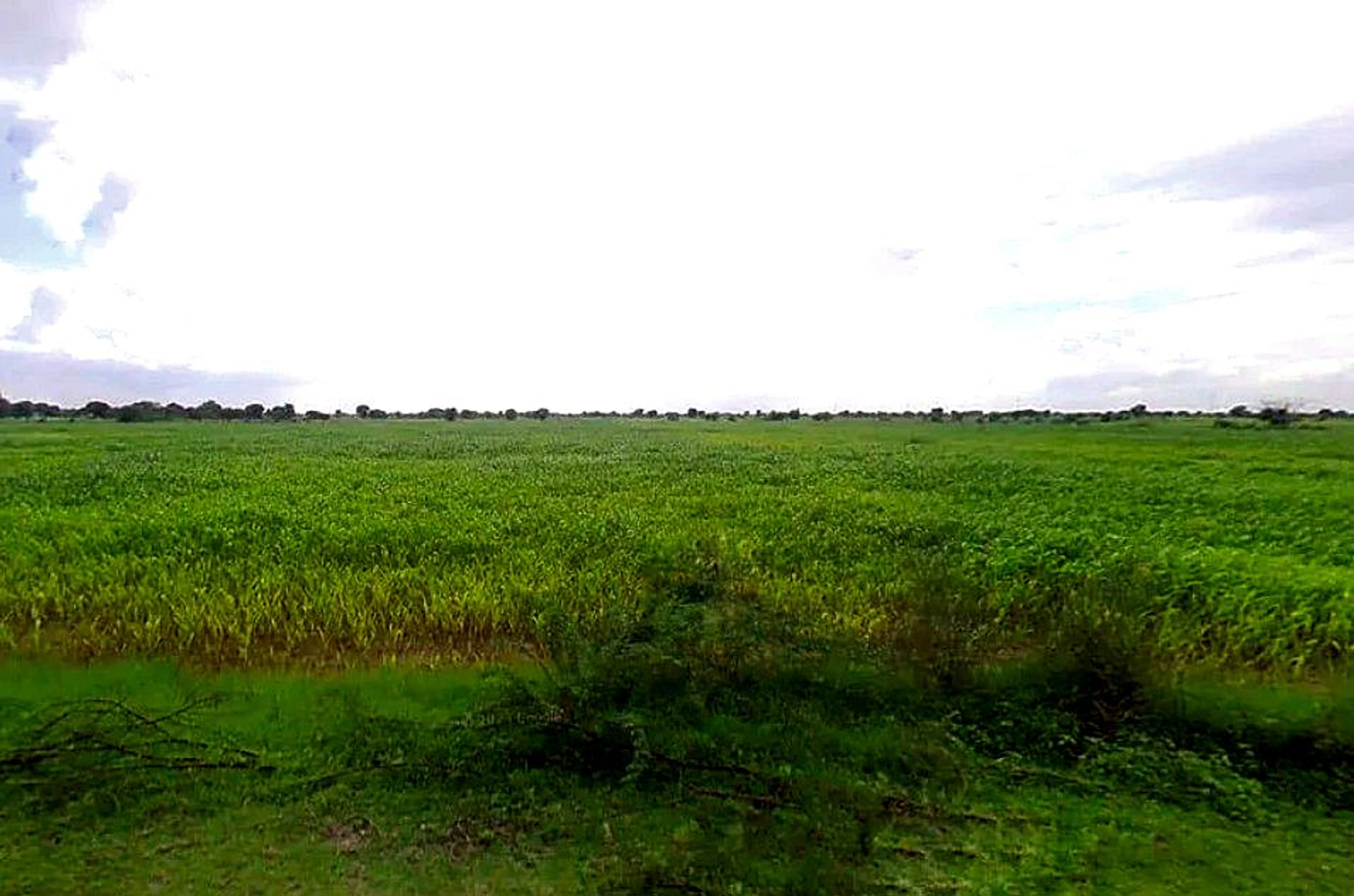 Bassi Naaga, Jaipur, NH-8, Ajmer Road, Jobner, Jobner, Rajasthan 303329, India