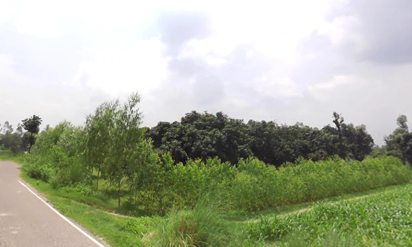 Kothdi Urf Dhaula Kuwan, Uttar Pradesh 247129, India