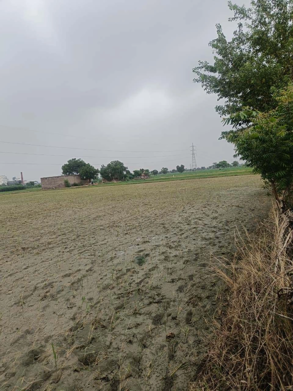 Baraka, Palwal, Uttar Pradesh, India