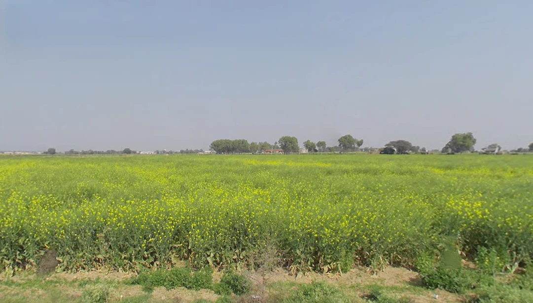 Kutani, Haryana 124103, India