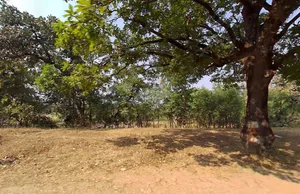 QV5M+CP Gaurella, Chhattisgarh, India preview 2