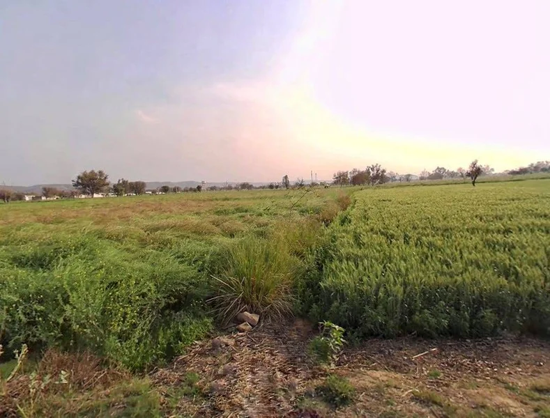 CQRQ+89Q, Pali, Rajasthan 301001, India preview 3