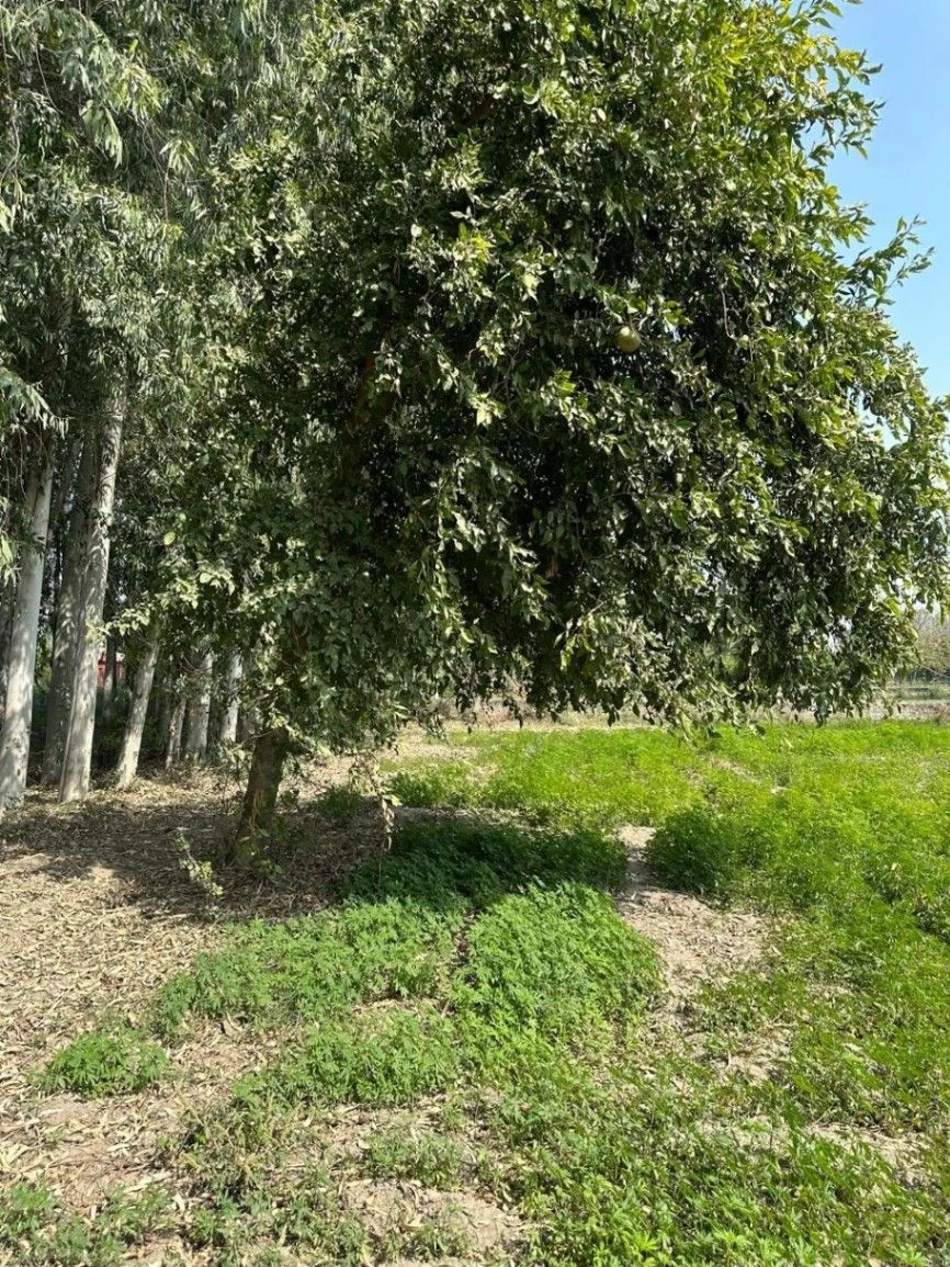Dahrauli, Mathura, Uttar Pradesh 281405, India