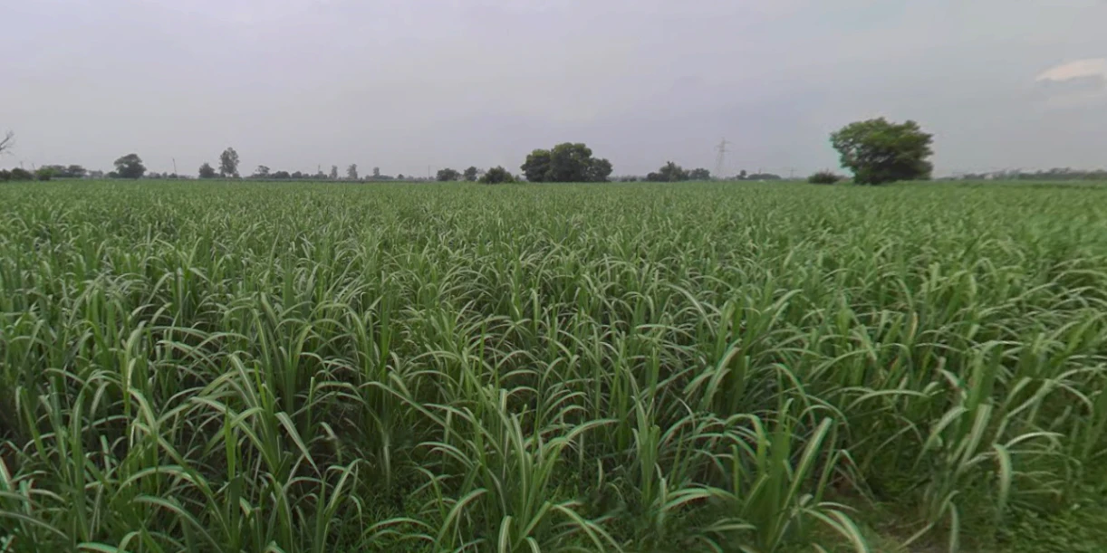 Behram, Punjab 144504, India