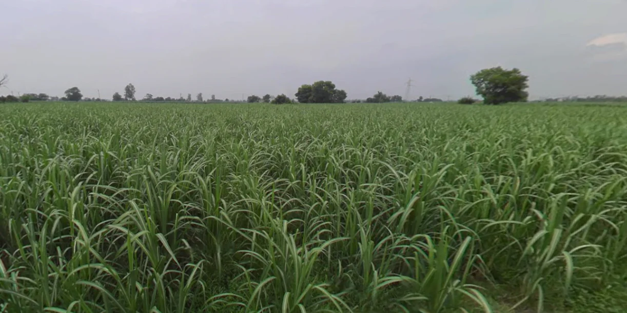 Behram, Punjab 144504, India preview 3