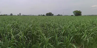 Behram, Punjab 144504, India preview 3