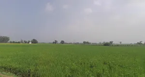 Sapror, Punjab, India preview 2